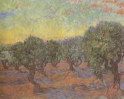 Vincent Van Gogh, Olive Grove:Orange Sky (nn04)